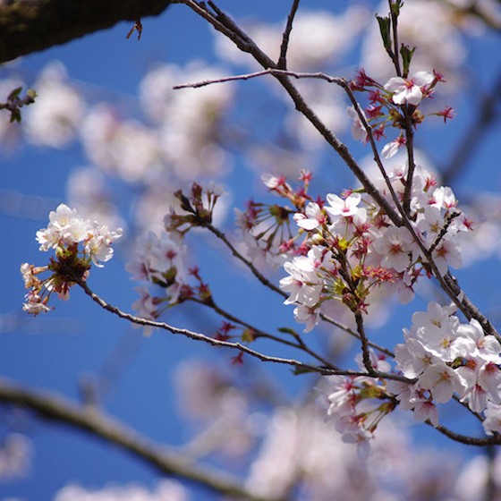 ソメイヨシノが咲き競う目黒川から大使館をめぐるウォーキングコースで春を満喫