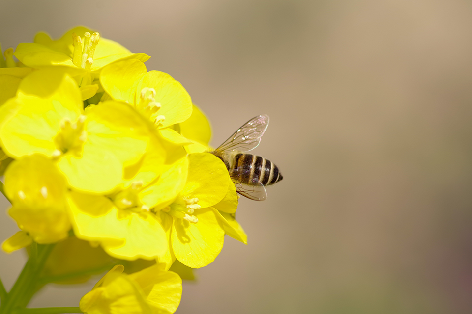 （第17話）〜ミツバチからの贈り物〜　【連載】八ヶ岳の「幸せ自然暮らし」