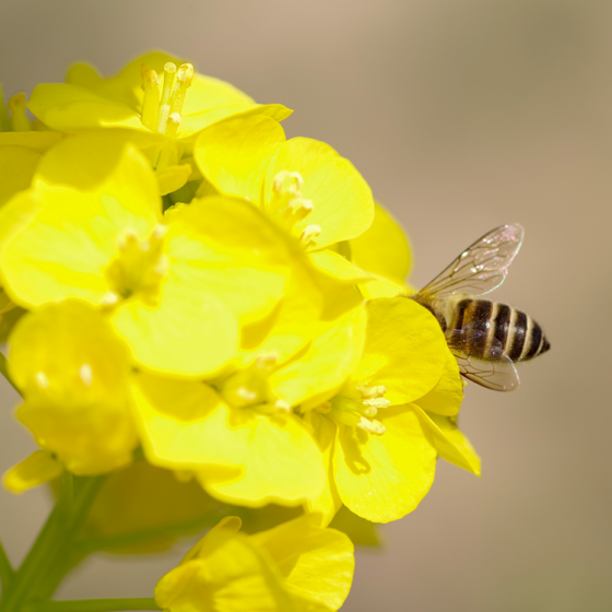 （第17話）〜ミツバチからの贈り物〜　【連載】八ヶ岳の「幸せ自然暮らし」