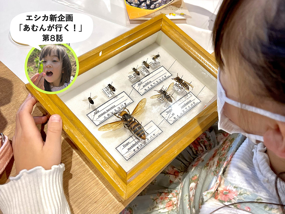 【あむんが行く！第８話】 TBSの「ミツバチ教室」レポート第二弾！蜜ろうでつくるハンドクリームのワークショップへ行ってきました！