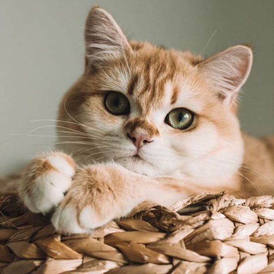 Ops.の新作に、大人かわいい猫モチーフのK10ゴールドネックレスが登場！猫の腎臓病薬開発にも貢献