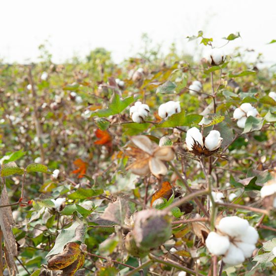 国内で収穫した綿を使った「ニットパジャマ」と「ケーブルニット」