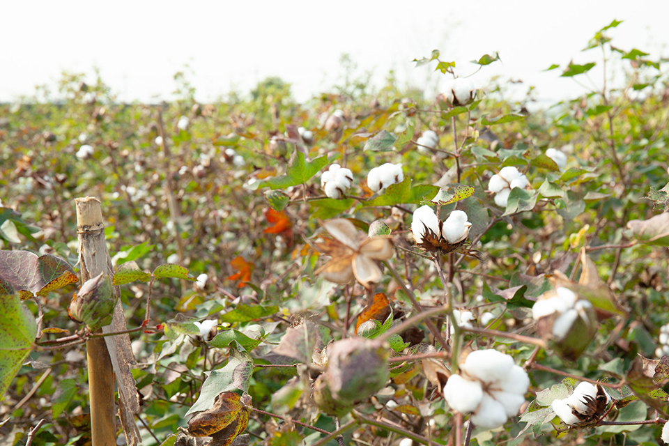 国内で収穫した綿を使った「ニットパジャマ」と「ケーブルニット」