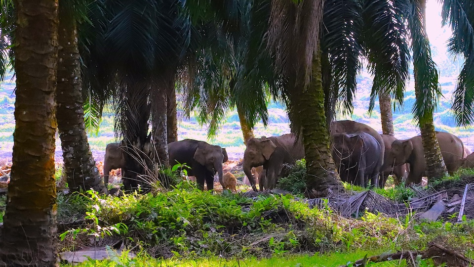 【連載】評伝小説「ボルネオ・サラリーマン」 （序章）最初の関門