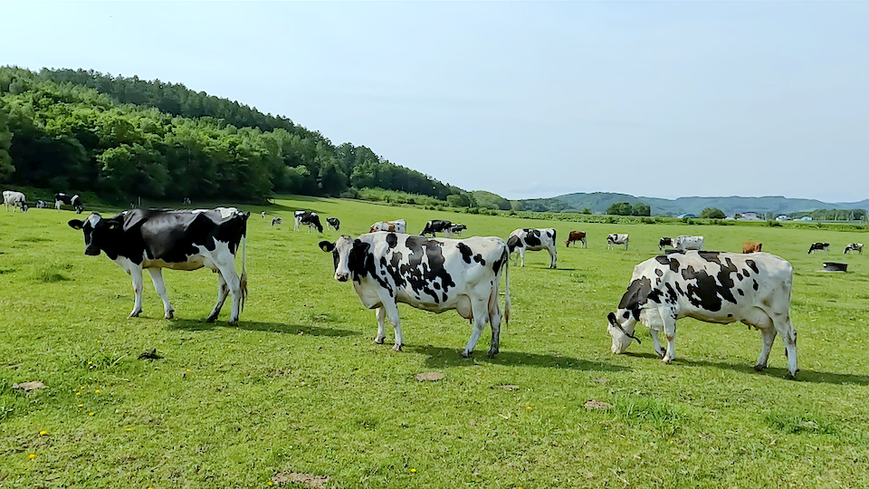 持続可能な酪農の実現を支える明治の取り組みと、乳業の歴史