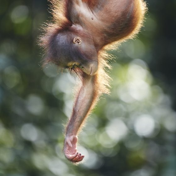 【集中連載】ネイチャーフォトグラファー柏倉陽介（第3話） ※4夜連続配信企画