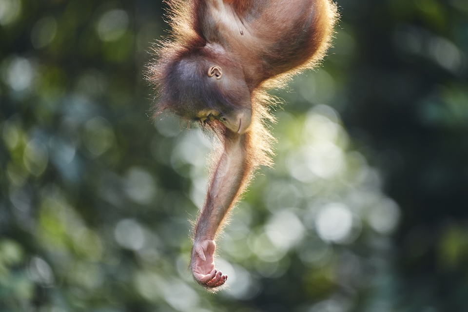 【集中連載】ネイチャーフォトグラファー柏倉陽介（第3話） ※4夜連続配信企画