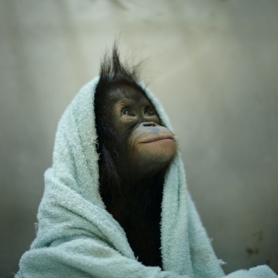 【集中連載】ネイチャーフォトグラファー柏倉陽介（第4話） ※4夜連続配信企画