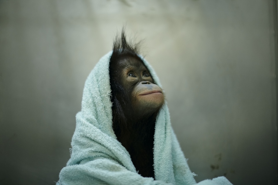 【集中連載】ネイチャーフォトグラファー柏倉陽介（第4話） ※4夜連続配信企画