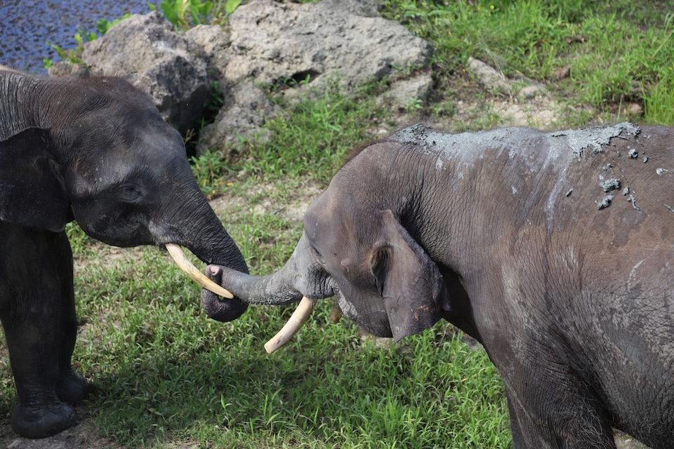 【連載】評伝小説「ボルネオ・サラリーマン」 （第6話）削除された核心